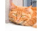 Adopt Arjae a Domestic Short Hair