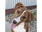 Adopt Princess a Pit Bull Terrier