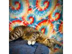 Adopt Ziva a Domestic Short Hair
