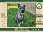 Adopt Freya a Mixed Breed