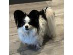 Adopt Zoey a Papillon