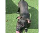 Adopt Harvest a Black Labrador Retriever, Mixed Breed