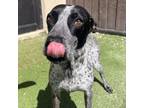 Adopt Spinner a Pointer, Mixed Breed