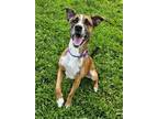Adopt Sadie a Australian Kelpie, Mixed Breed