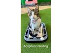 Adopt Amsterdam a Domestic Short Hair