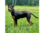 Adopt Moxie a Mixed Breed