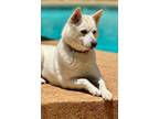 Adopt Keke a Jindo, Spitz