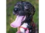 Adopt Jenny a Whippet, Terrier