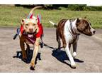 Adopt Rosie a American Staffordshire Terrier