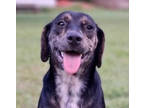 Adopt Lady a Australian Cattle Dog / Blue Heeler