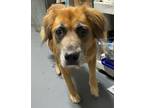 Adopt 24-08-2537 Harriet a Shepherd