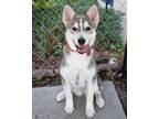 Adopt Iris a Husky