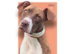 Adopt Simone a Pit Bull Terrier, Mixed Breed
