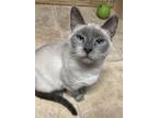 Adopt Saphir a Siamese, Domestic Short Hair