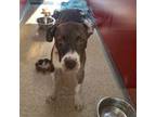 Adopt Simone a Pit Bull Terrier, Mixed Breed