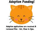 Adopt Whiskers a Domestic Short Hair