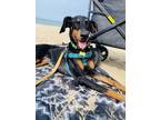 Adopt Clovis `Clover` a Doberman Pinscher, Mixed Breed