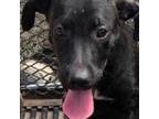 Adopt Monica a Labrador Retriever, Hound