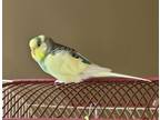Adopt Tsunami a Parakeet (Other)