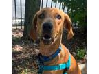 Adopt Maurice a Plott Hound