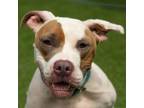 Adopt Penelope a American Staffordshire Terrier