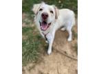 Adopt Alice a Hound