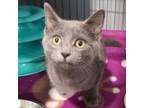 Adopt Parker a Domestic Short Hair