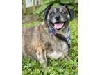 Adopt Tank a Pug, Beagle