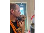 Adopt Glory a Black Mouth Cur, Shepherd