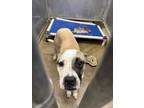 Adopt Jazmine a Pit Bull Terrier, Mixed Breed