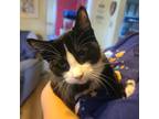 Adopt Heath a Domestic Short Hair