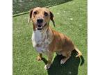 Adopt Tecihila a Catahoula Leopard Dog, Dachshund
