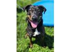 Adopt Asia a Rottweiler