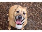 Adopt Redd a Pit Bull Terrier, Labrador Retriever