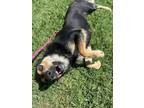 Adopt Evelyn a Beagle, Australian Shepherd