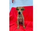 Adopt Emmy a Feist, Mixed Breed