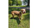Adopt Meredith a Boston Terrier, Mixed Breed