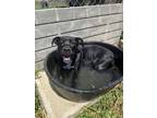Adopt Azra a Pit Bull Terrier, Mixed Breed