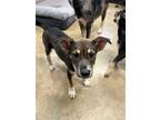 Adopt Vicki Vallencourt a Siberian Husky, Mixed Breed