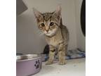 Adopt Jill a Domestic Short Hair