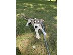 Adopt Julia Gulia a Siberian Husky, Mixed Breed