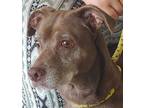 Adopt Cynthia a Labrador Retriever, Mixed Breed