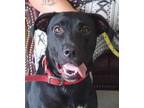 Adopt Nova a Labrador Retriever, Mixed Breed