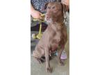 Adopt Evangeline a Labrador Retriever, Mixed Breed