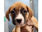 Adopt Latte a Boxer, Parson Russell Terrier