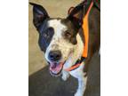 Adopt Freckles a Labrador Retriever, Cattle Dog