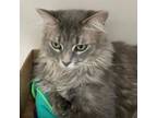 Adopt Cali Marie a Domestic Medium Hair