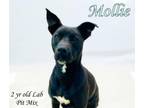 Adopt Mollie a Labrador Retriever
