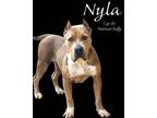 Adopt Nyla a American Staffordshire Terrier