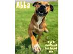 Adopt Abba a Hound, Black Mouth Cur